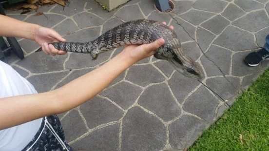 Blue-Tongue Visitor Safely Removed from a Willoughby Property