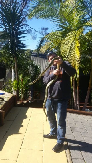 Commercial Snake Removal Across Greater Sydney 02_resized