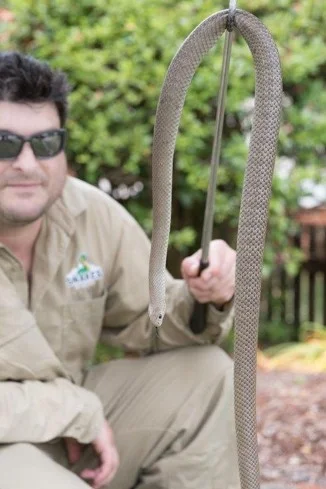 Commercial & Strata Snake Removal Sydney