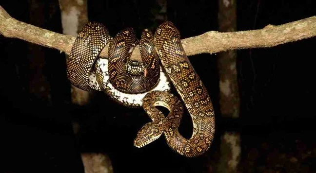 Diamond Python Removed 10 Metres Up a Tree in Roseville