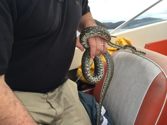 Diamond Python Takes a Boat Ride with a Hawkesbury Snake Catcher