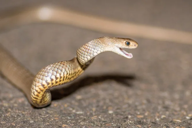 Eastern Brown Snake Removed from Beneath a Lounge at a Leppington Retirement Village