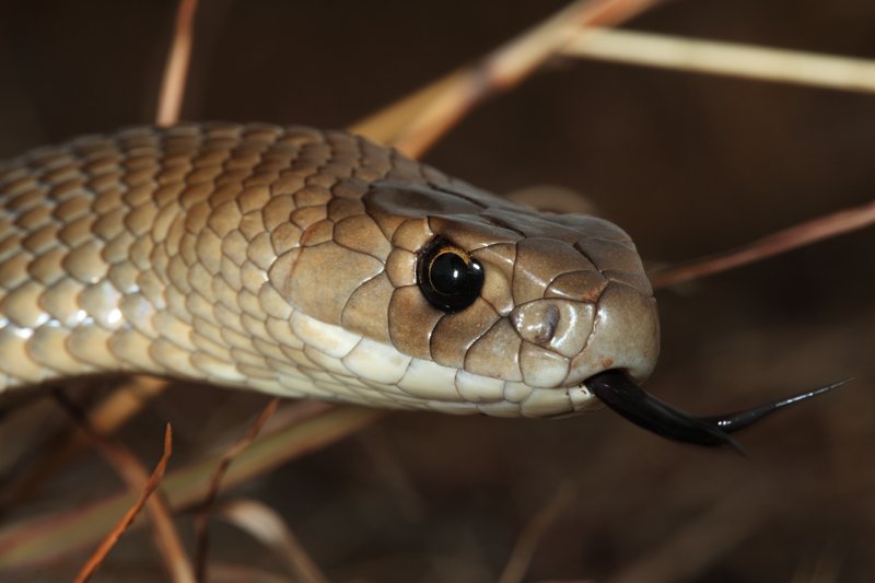 Eastern Brown Snake Eastern Brown Snake