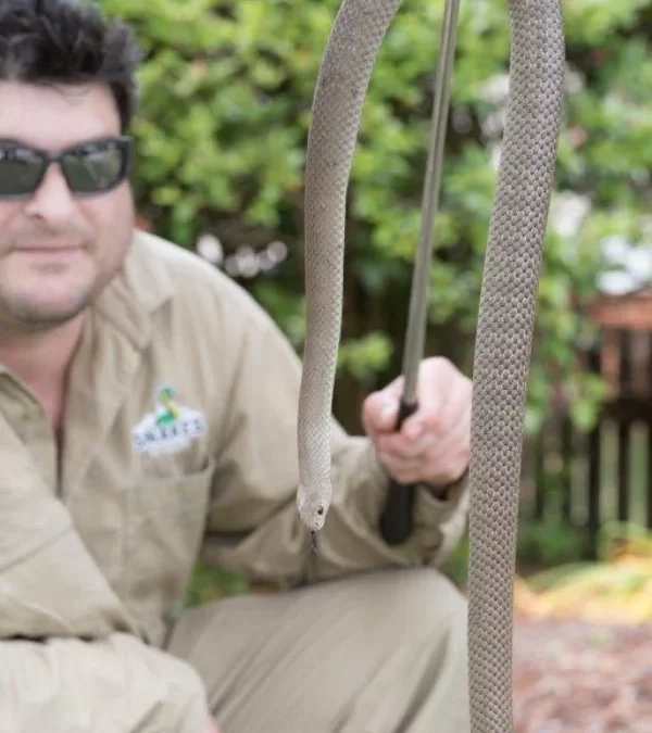 Eastern Brown Snake Safely Removed from a Penrith Property