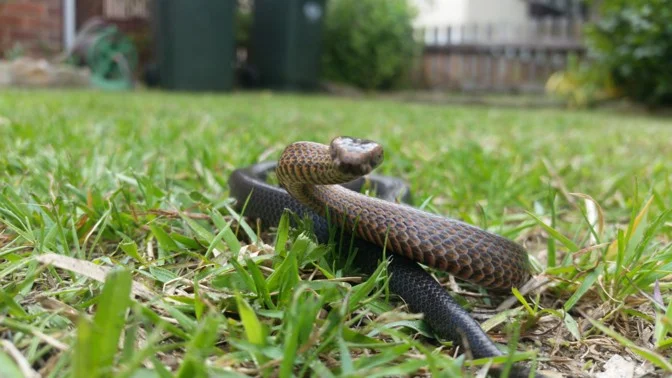 Golden-Crowned Snake Safely Removed from a Turramurra Verandah