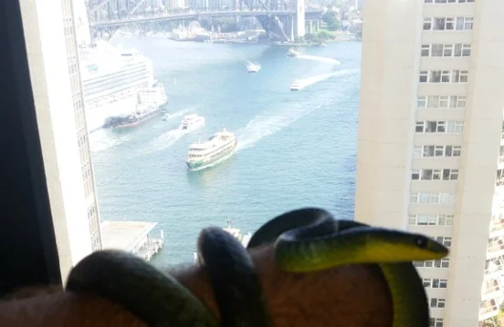 Green Tree Snake Checks In at Sydney’s InterContinental