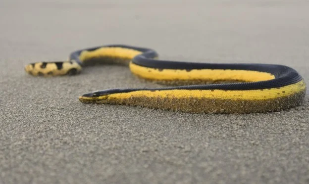 Harley Handles a Rare Yellow-Bellied Sea Snake Call-Out on a Sydney Beach