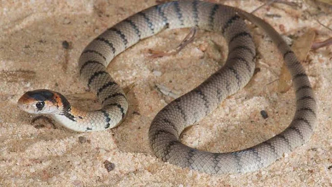 Eastern Brown Snake Interrupts Junior Soccer Training in Campbelltown