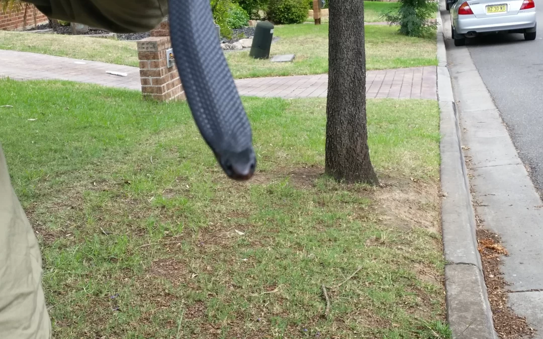 Red Bellied Black Snake Removed from a Chatswood Garden