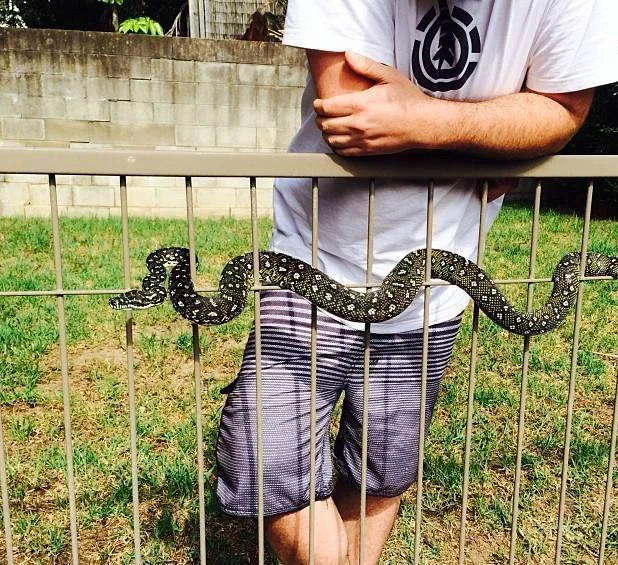 Diamond Python Creates a Fence-Tangling Surprise in Hornsby Heights