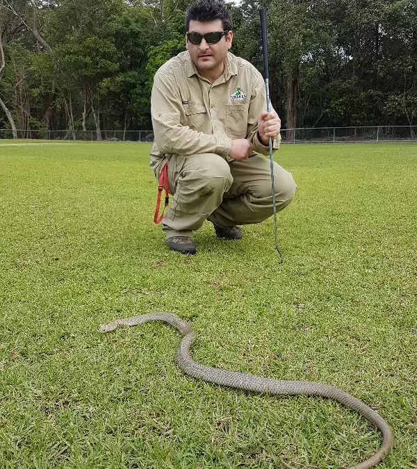 Eastern Brown Snake Interrupts Junior Soccer Training in Campbelltown
