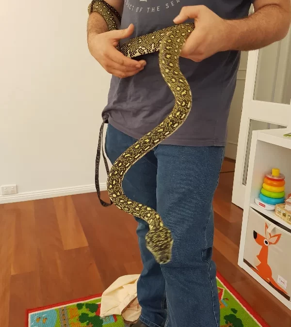 Diamond Python Discovered in an Engadine Children’s Playroom