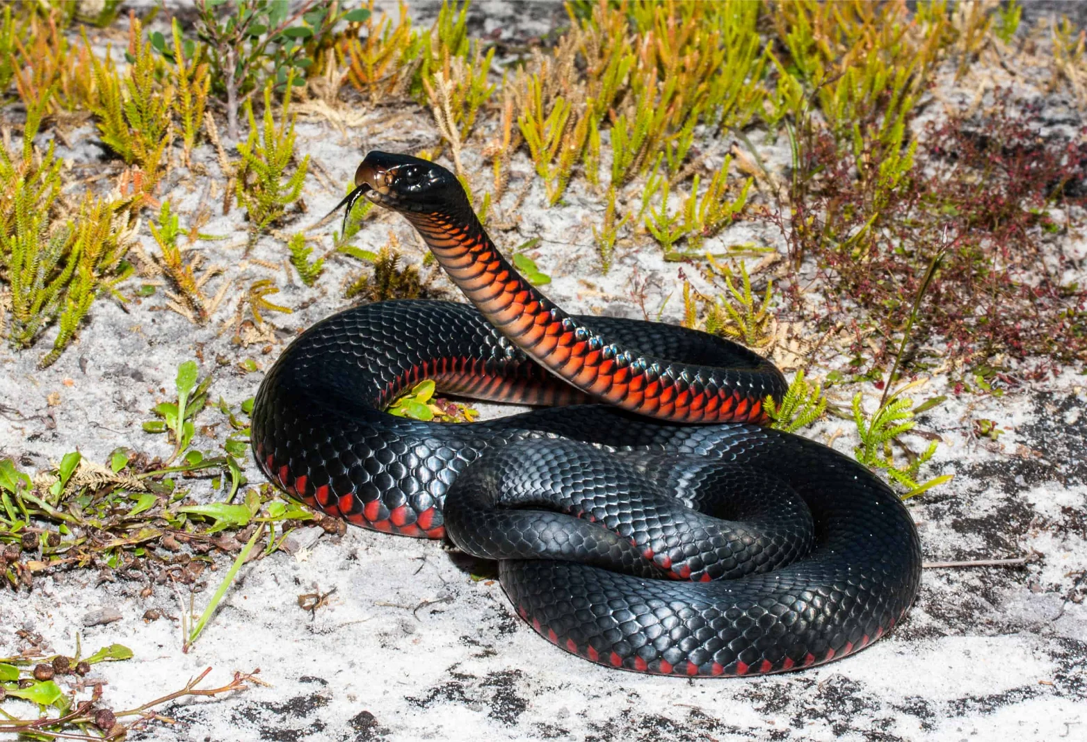 Illustrative Red-bellied Black Snake showing its black upper body and red flanks