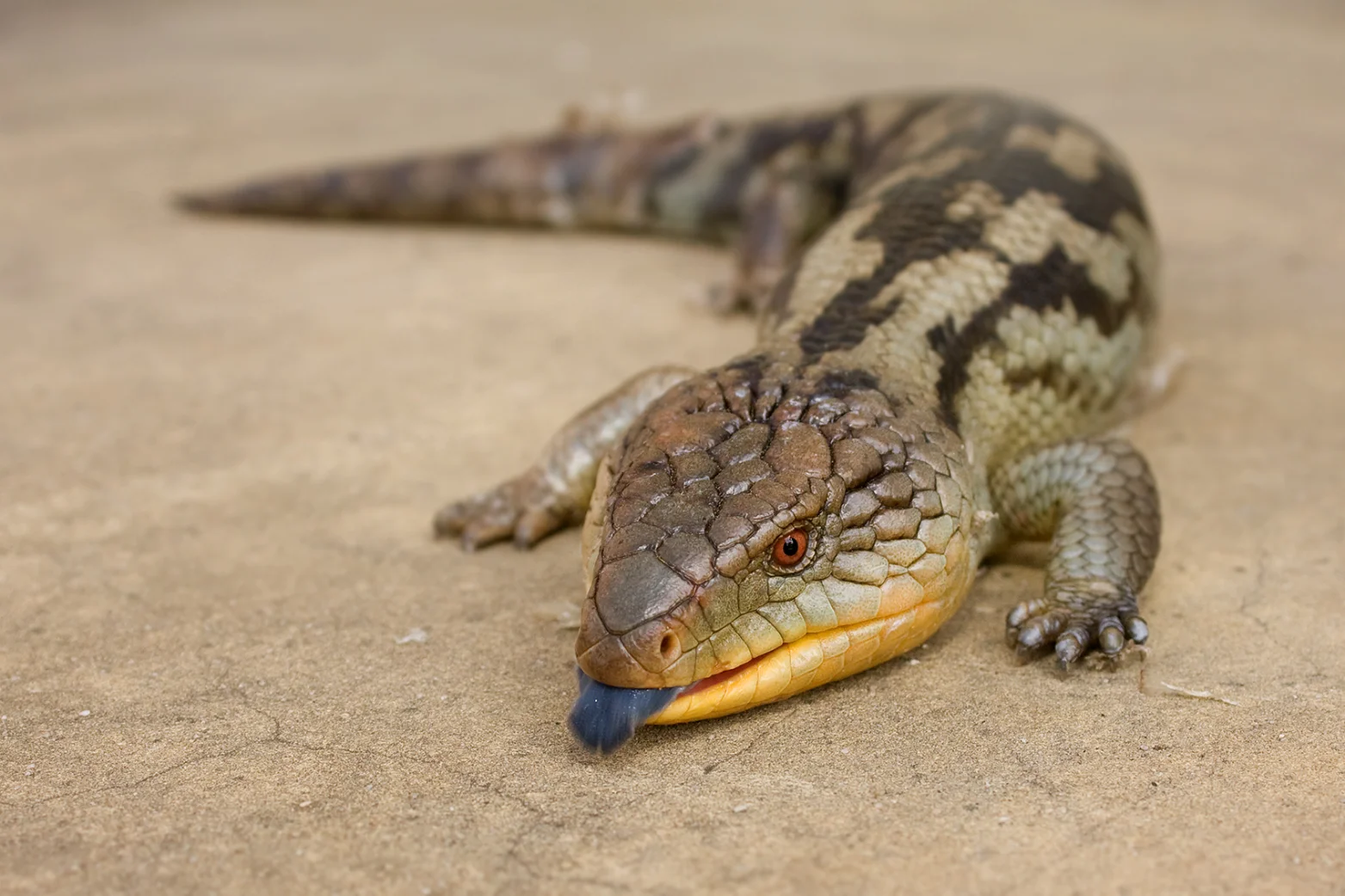 Illustrative Blue-tongue Lizard showing its blue tongue