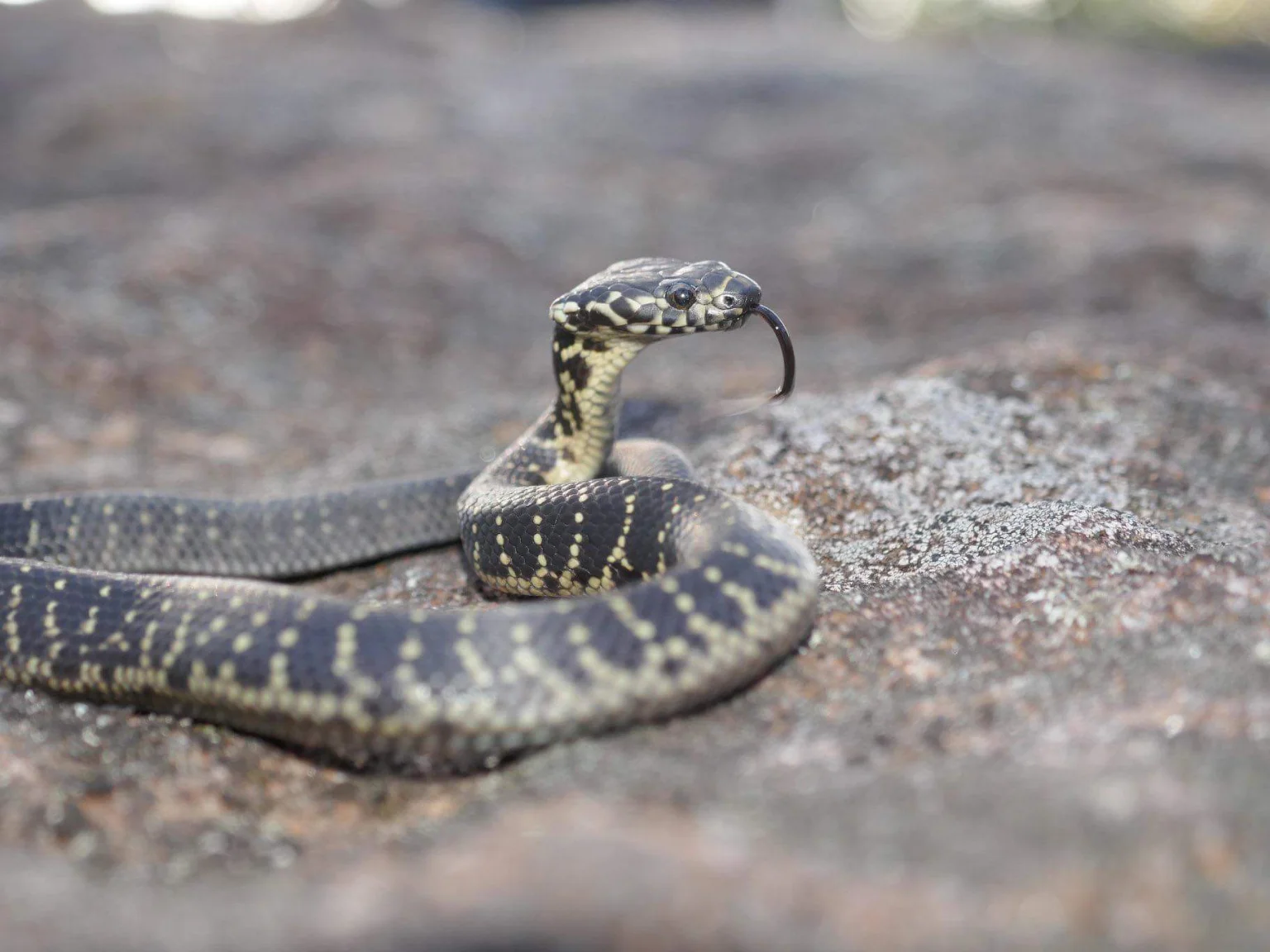 Illustrative Broad-headed Snake with pale bands on a rocky surface