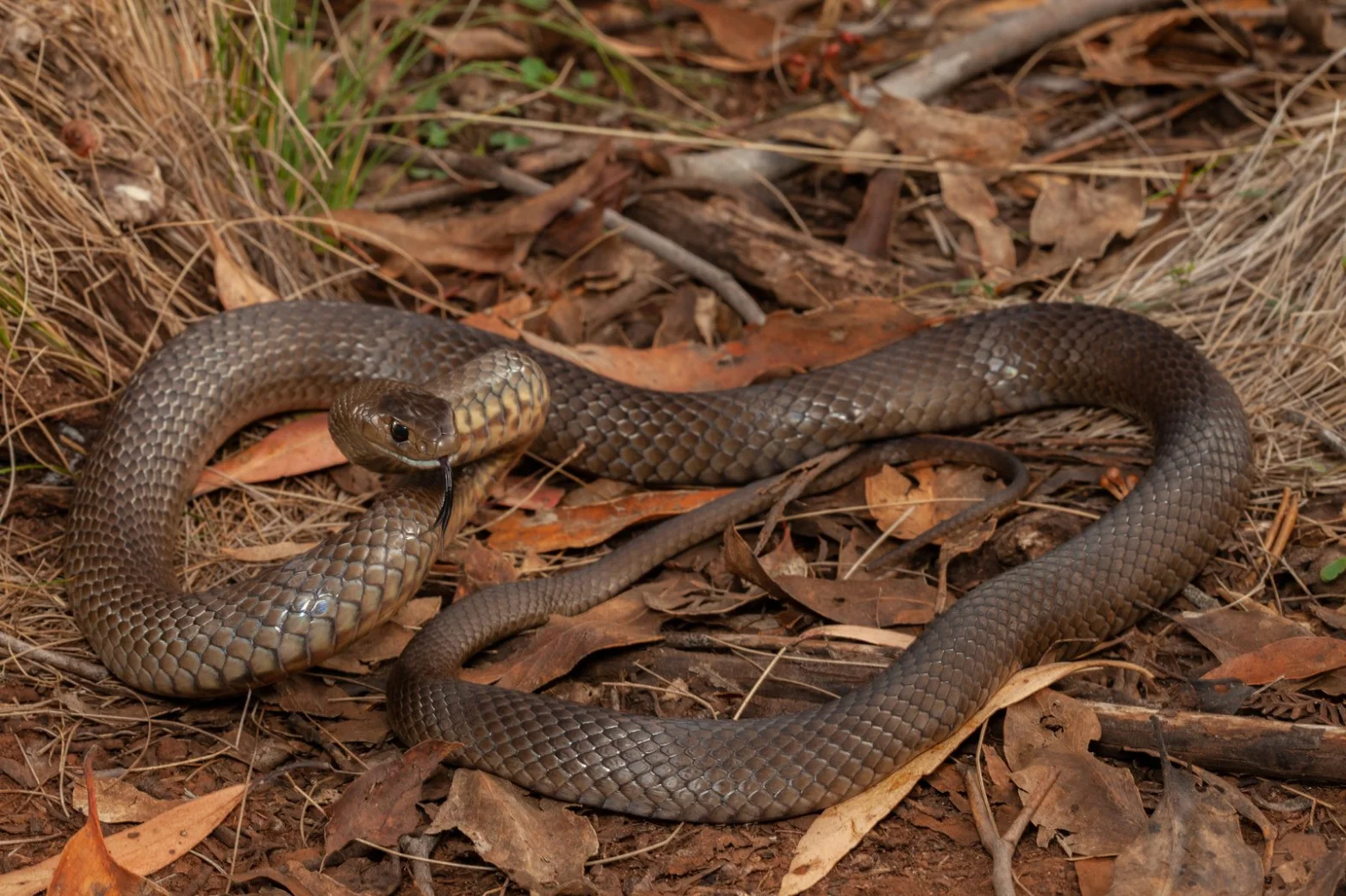 Illustrative Golden-crowned Snake showing its yellow crown in Sydney sandstone leaf litter