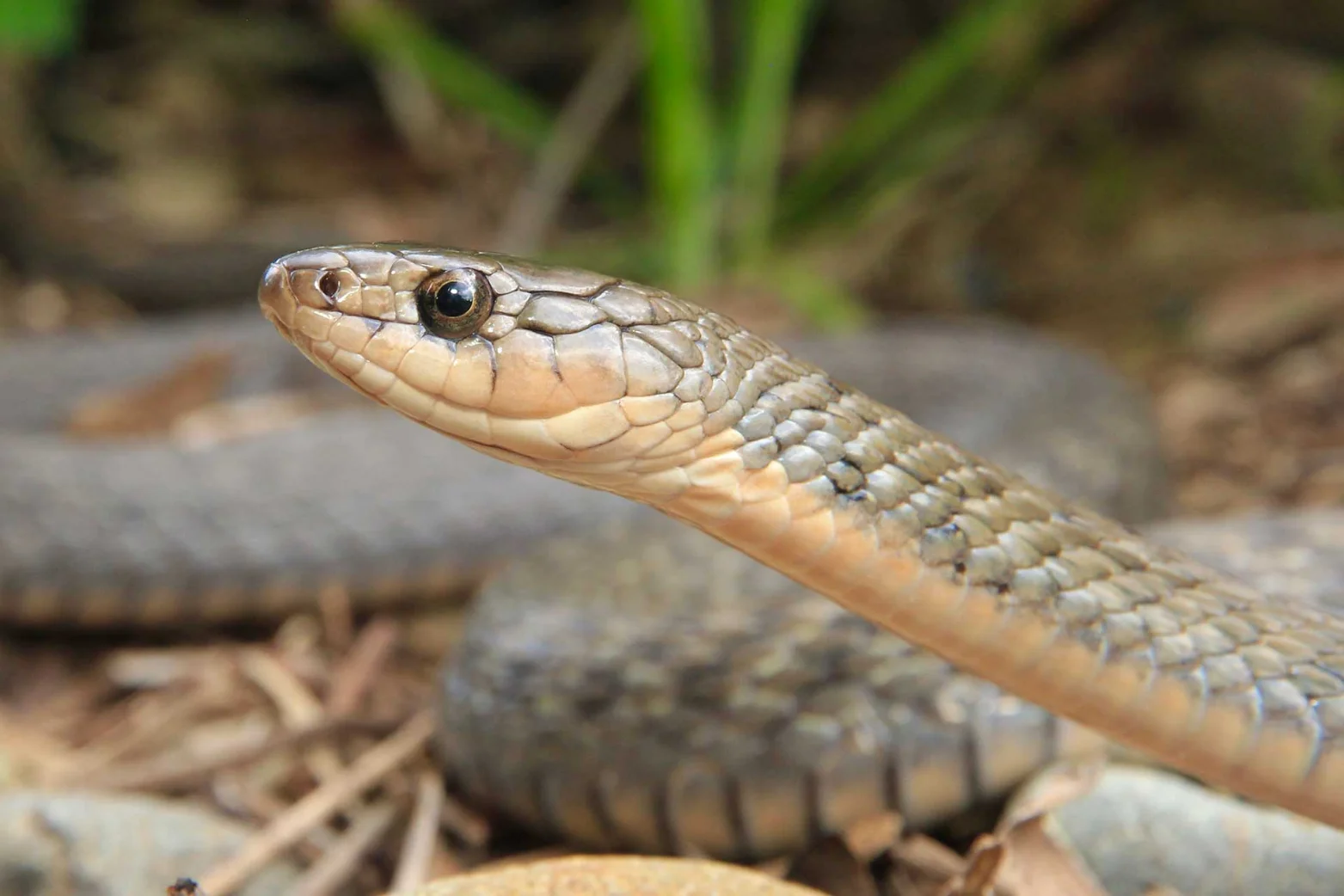 Illustrative Keelback showing its head and ridged body scales