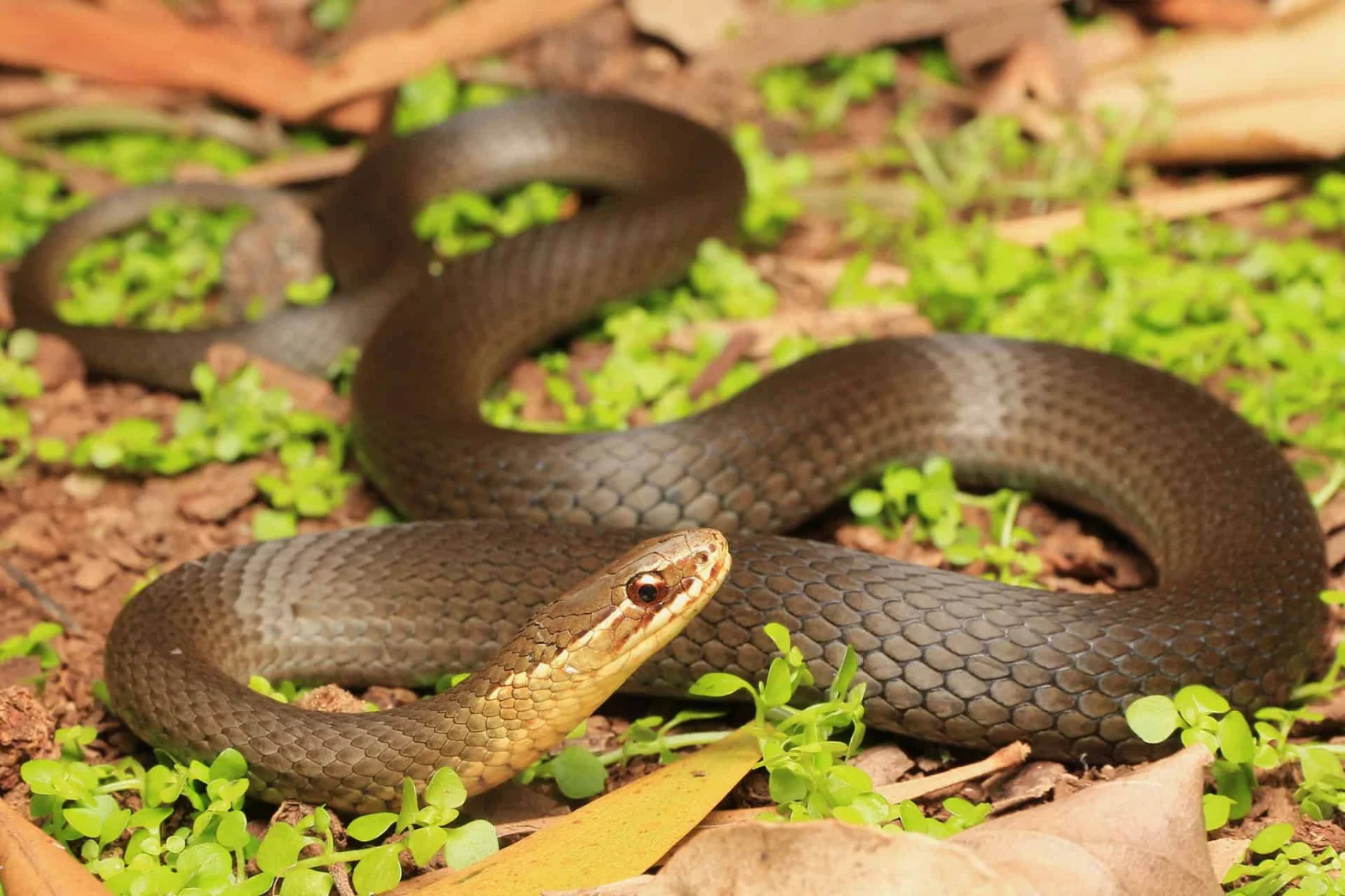 Illustrative Marsh Snake resting in leaf litter