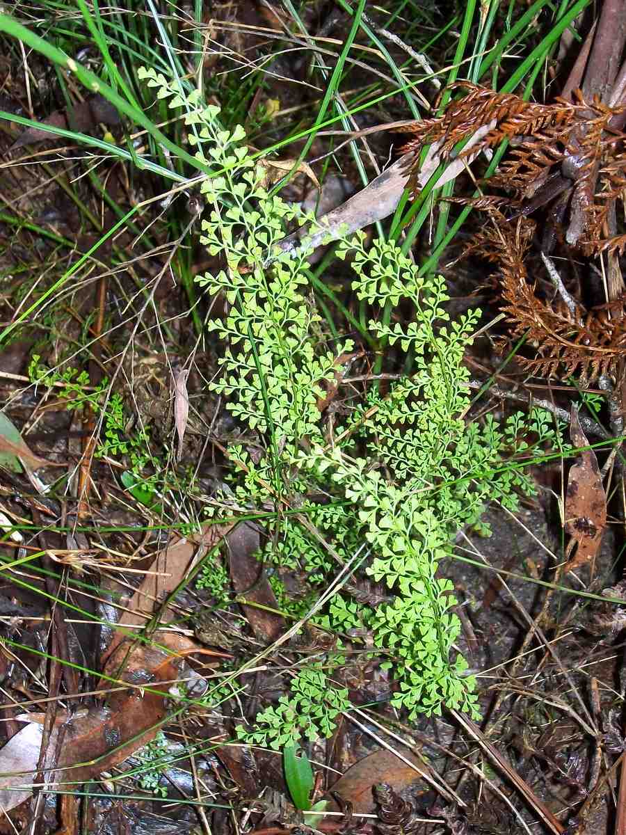 Fern in Blue Mountains National Park near Springwood