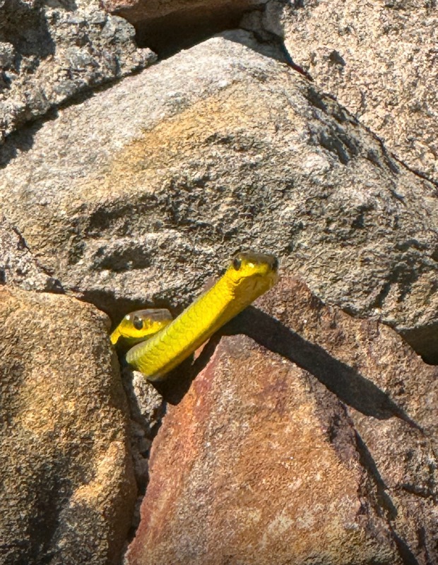 Two common tree snakes emerging from a sunlit Cammeray rockery