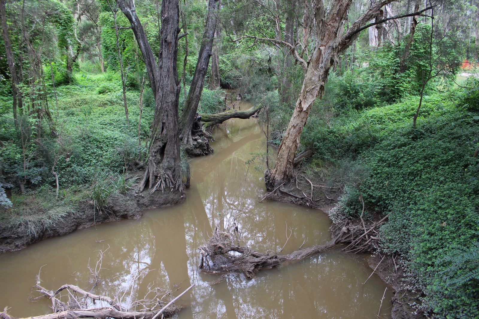 Eastern Creek flowing through trees at Nurragingy Reserve in Doonside