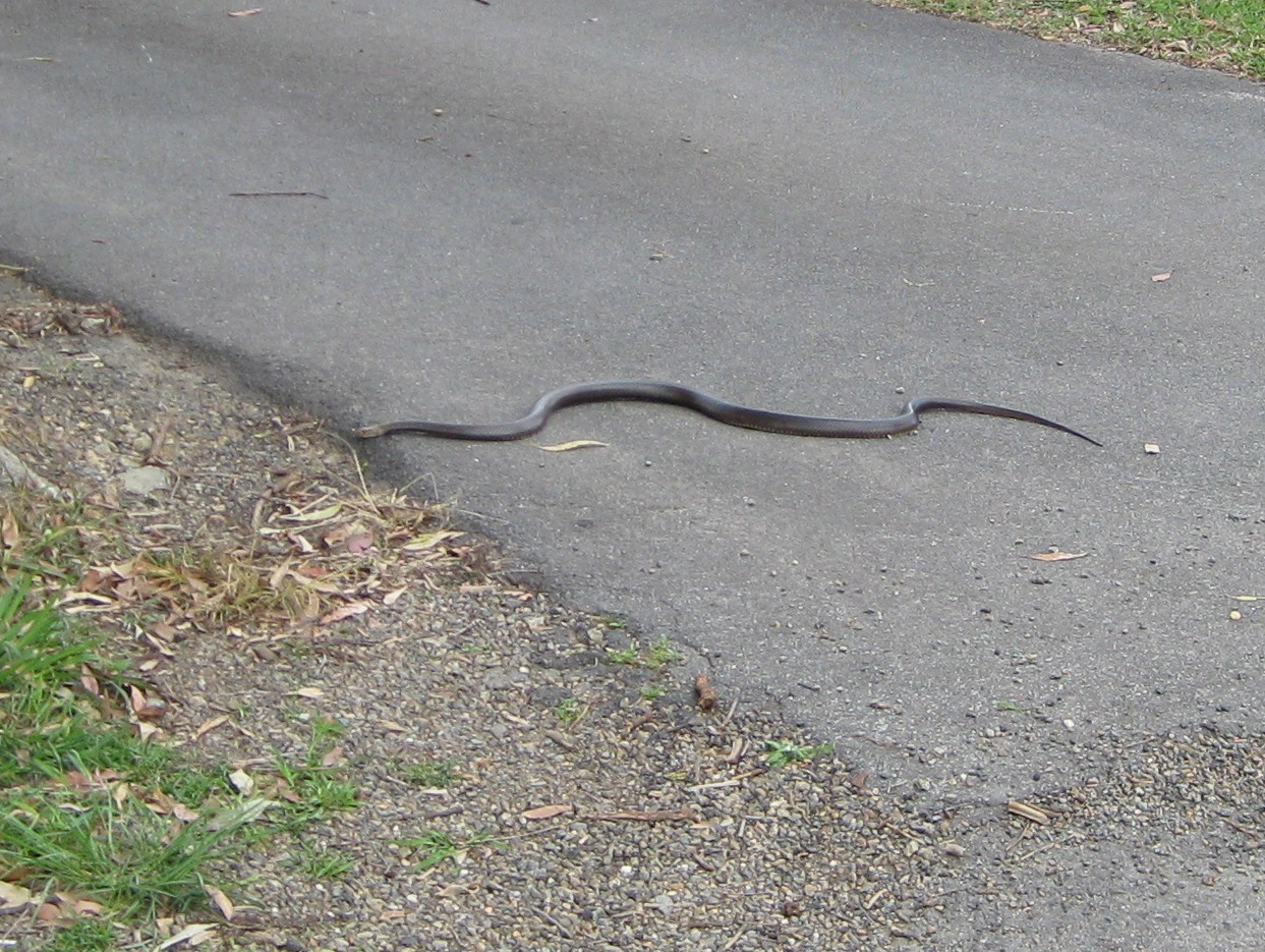 Eastern brown snake crossing a paved path at Brookfield, Queensland