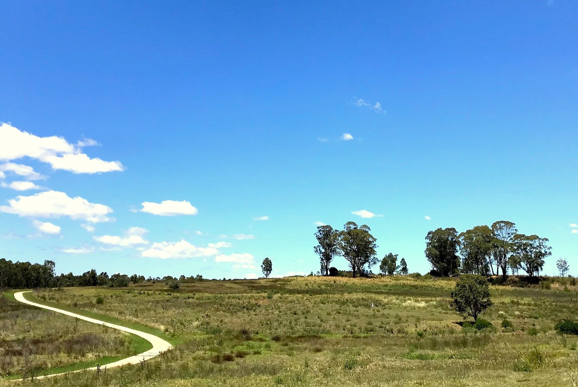 Open grassy Cumberland Plain woodland with scattered eucalyptus trees in western Sydney