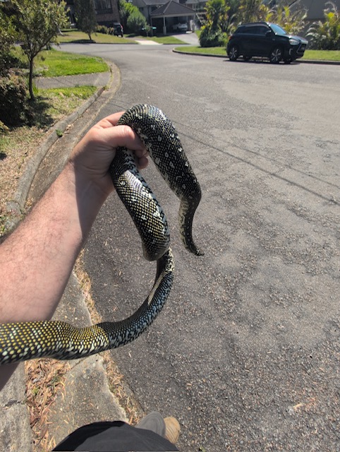 Diamond Python being held during the Killarney Heights call-out, showing pale markings against dark scales.