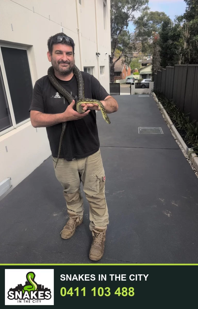Snakes in the City catcher holding the Diamond Python found by builders in Threlfall Street, Eastwood
