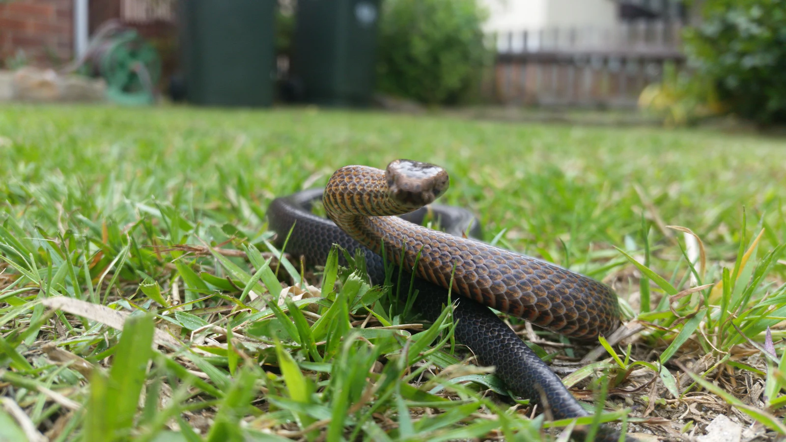 Golden-crowned snake on a front lawn during the Turramurra call-out