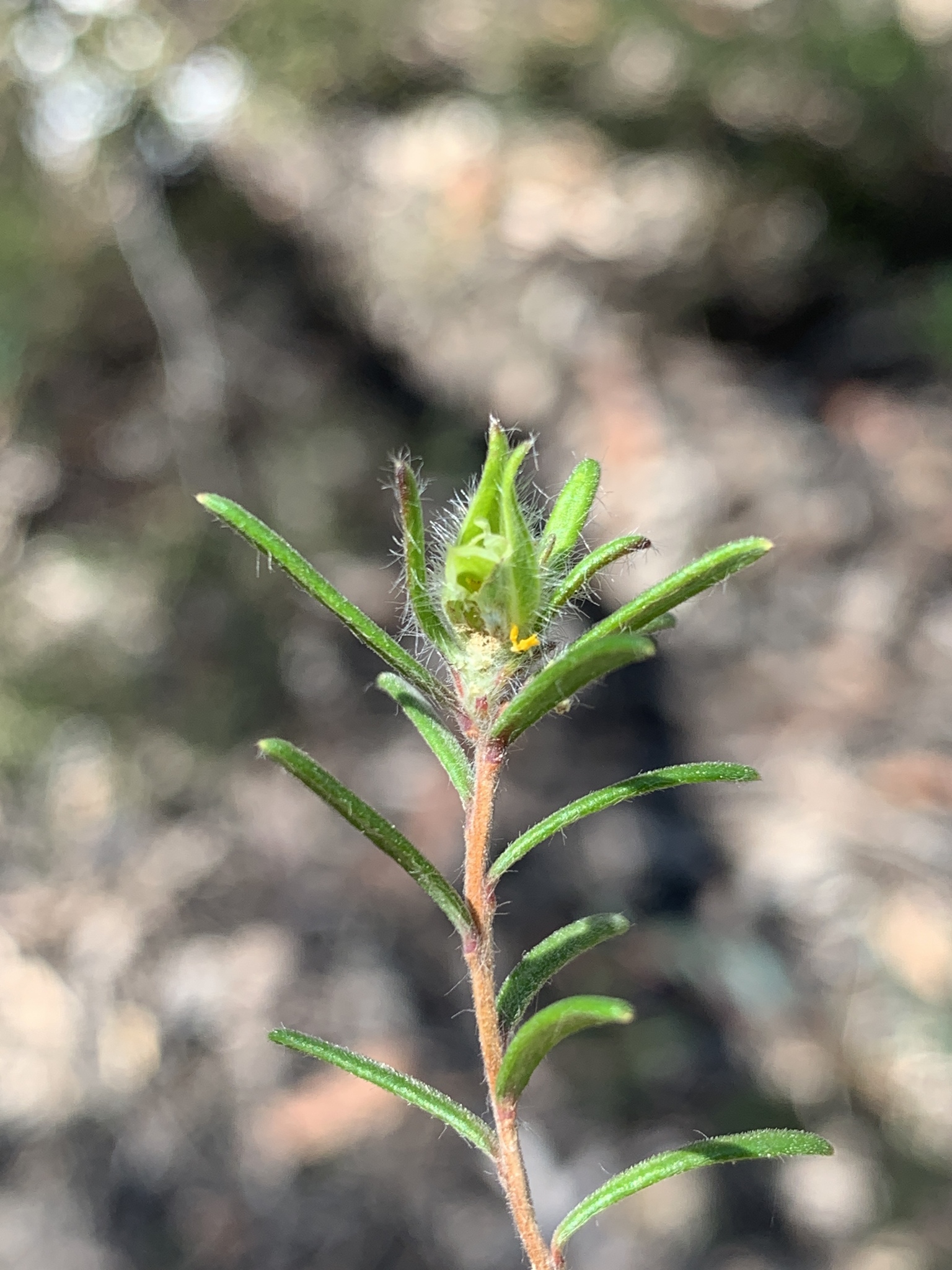 Close view of a Hibbertia superans plant beside the Cripple Creek Fire Trail