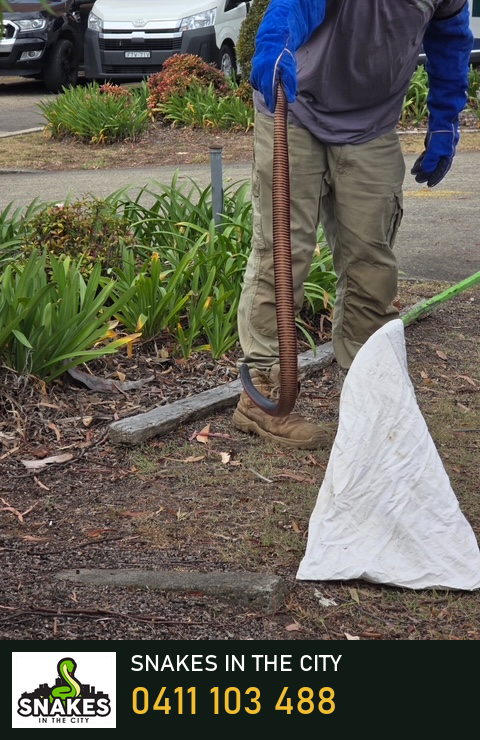 SITC catcher wearing blue protective sleeves and gloves holds a large red-bellied black snake, with its red underside visible, during a Seven Hills warehouse call-out.