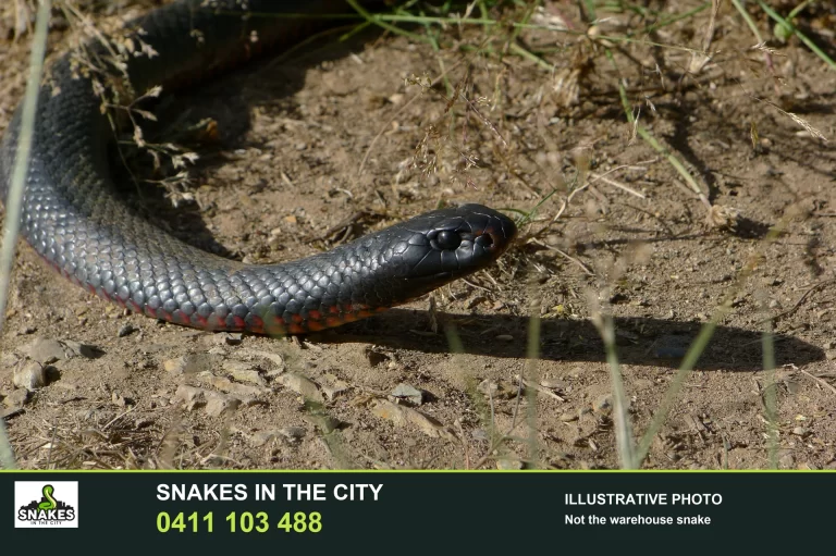 Illustrative red-bellied black snake with SITC branding; not the snake from the Silverwater warehouse call-out