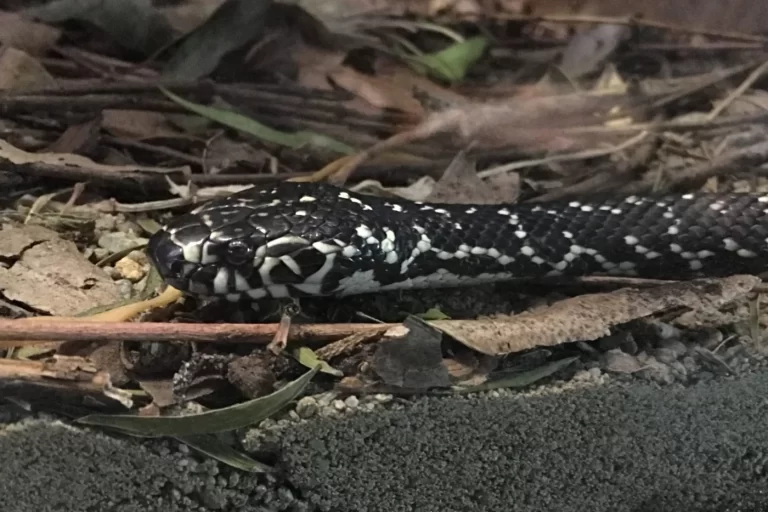 Broad-headed snake with black and cream markings in leaf litter at Pennant Hills