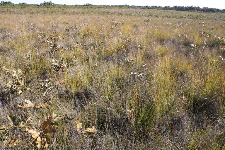 Banksia and sedge heathland in Royal National Park near Yarrawarrah