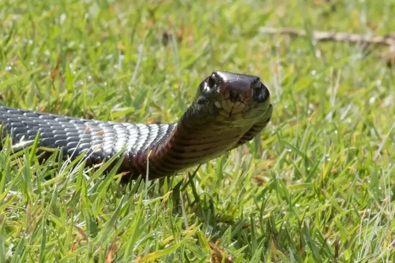 Red-bellied Black Snake raising its head in grass in Sydney