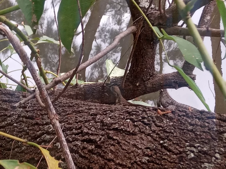 Juvenile Australian water dragon at Werrington Lake Reserve