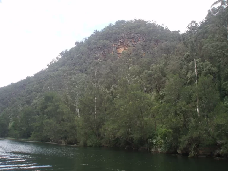 Nepean River vegetation near Penrith