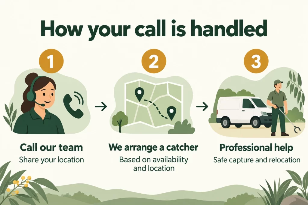 Call our team with your location. We arrange an available catcher for professional capture and relocation.