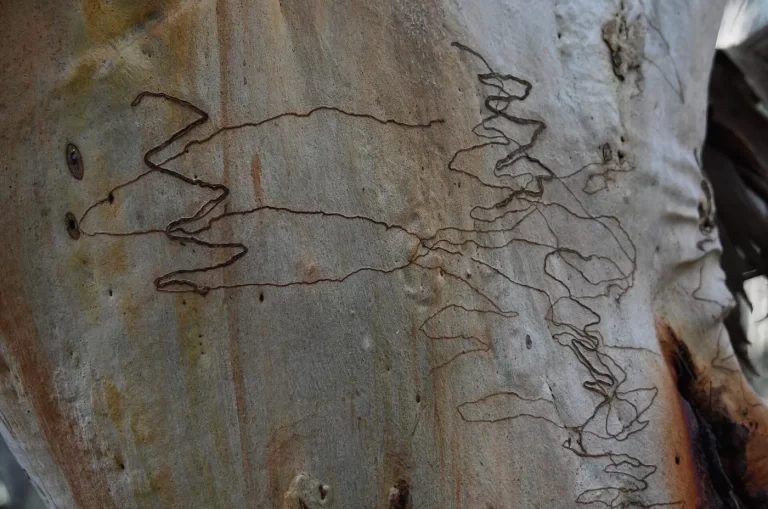 Scribbly gum woodland in Pennant Hills