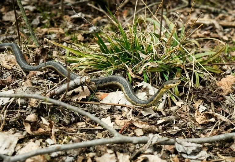 Native snake moving through dry leaf litter and grass near Lane Cove