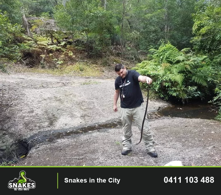 Snake catcher holding a long dark snake beside a shallow creek in bushland.