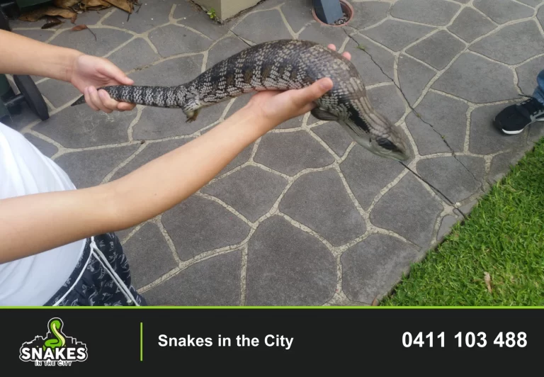 Blue-tongue lizard supported in two hands above stone paving in Willoughby.