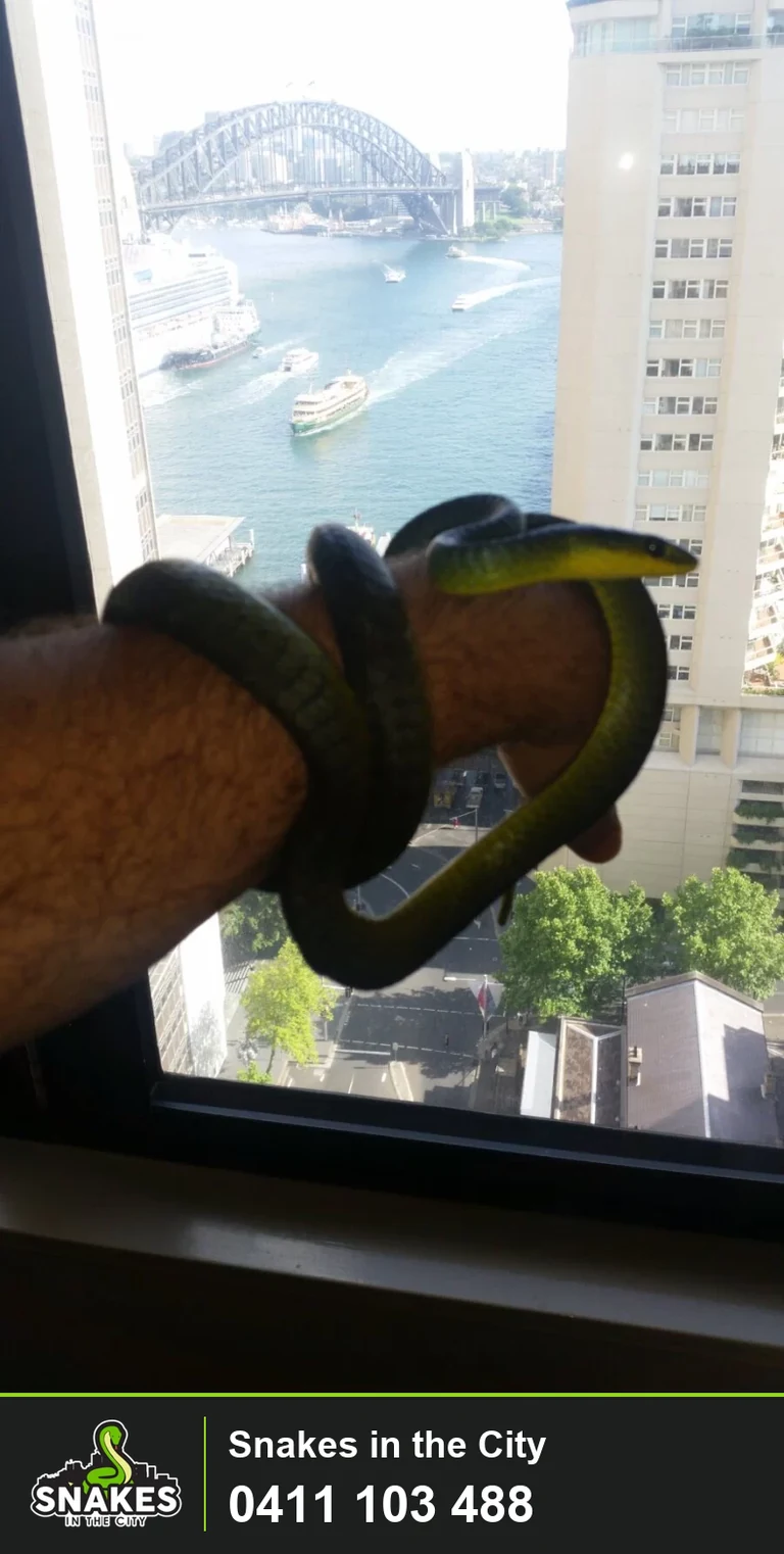 Common Tree Snake coiled around a handler’s forearm at the InterContinental Sydney, with Sydney Harbour behind it