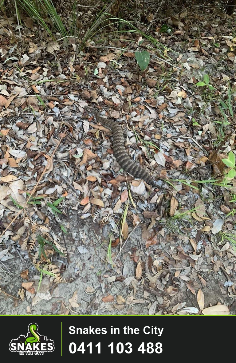 Banded death adder lying among dry leaves and grass at Flat Rock.