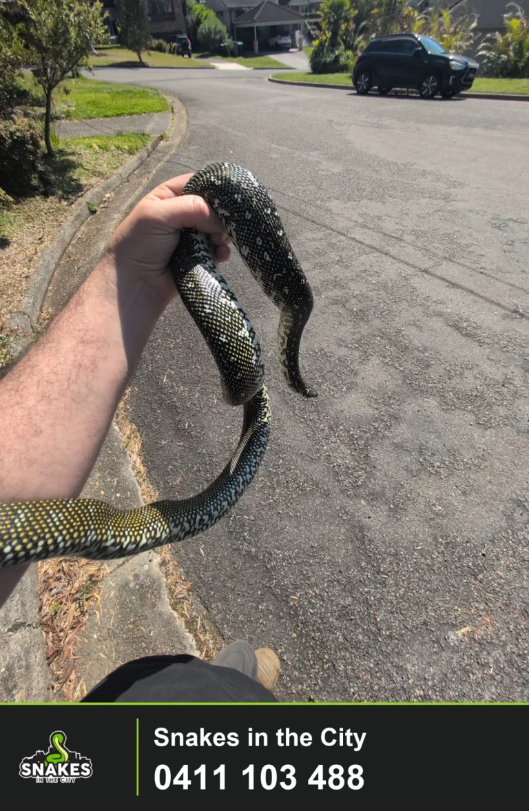 Diamond Python being held during the Killarney Heights call-out, showing pale markings against dark scales.