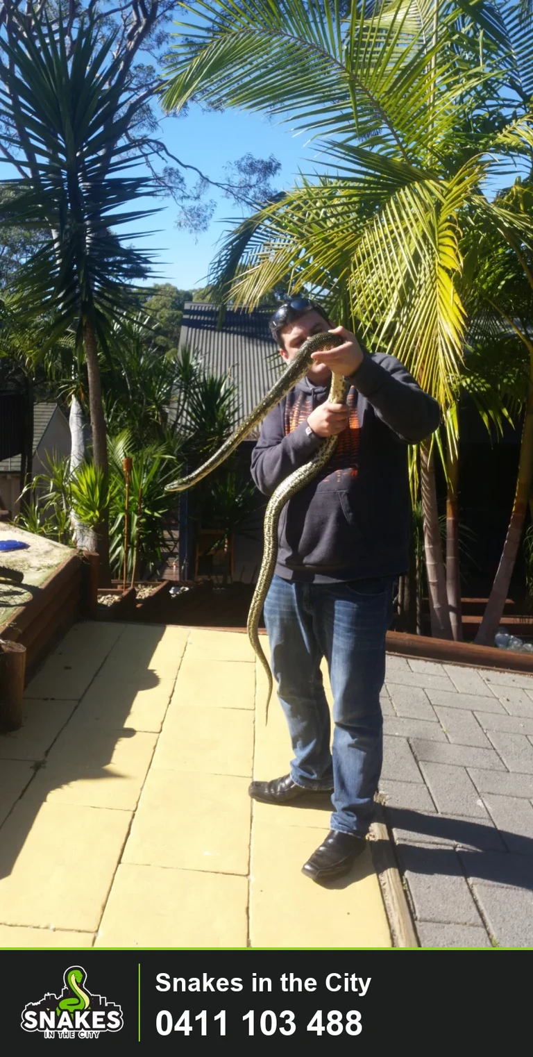 Harley Jones from Snakes in the City holding a seven-foot Diamond Python during a Dural garden call-out