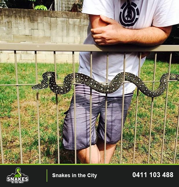 Diamond Python entwined through a metal garden fence in Hornsby Heights
