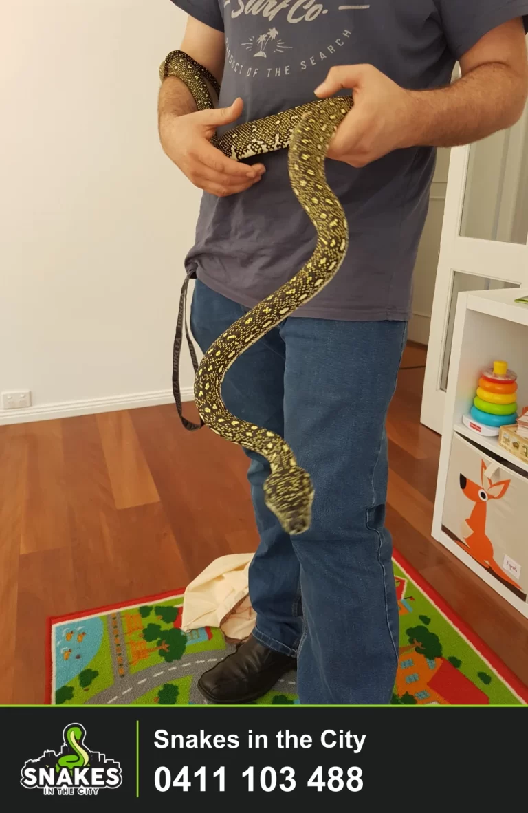 Patterned python being held indoors beside shelving and a play mat.