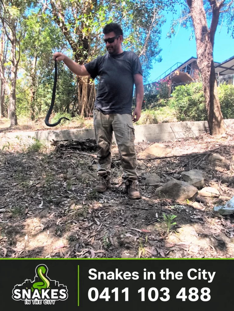 Snakes in the City catcher with a red-bellied black snake in an Elfrieda Street back garden, Toongabbie